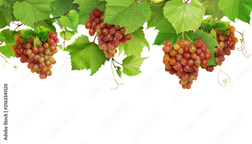 Naklejka premium Grapevine with green leaves and grapes on transparent background