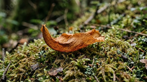 Close up of a single dry withered brown leaf resting on a vibrant green mossy ground in a wild forest scene