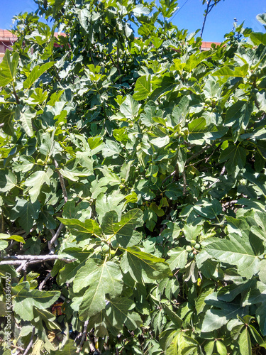 Photography Lush green fig tree branches filled with fresh organic fruit and vibrant broad l
