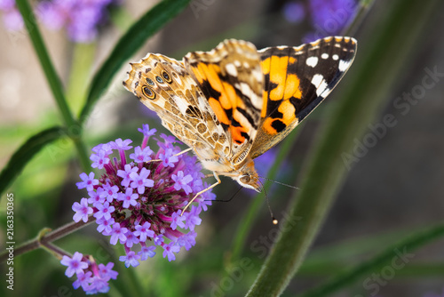 Foto A beautiful Painted Lady, offically called a Vanessa cardui, with its delicate orange and brown wings open