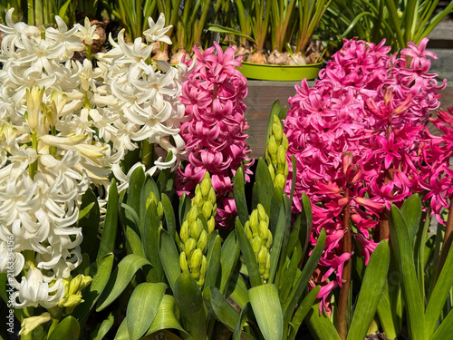 Bild auf Leinwand Hyacinth pink and white spring flowers