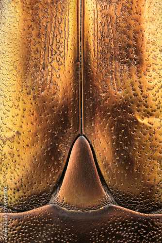 Macro texture of golden bronze beetle elytra and scutellum with intricate punctuation, vertical