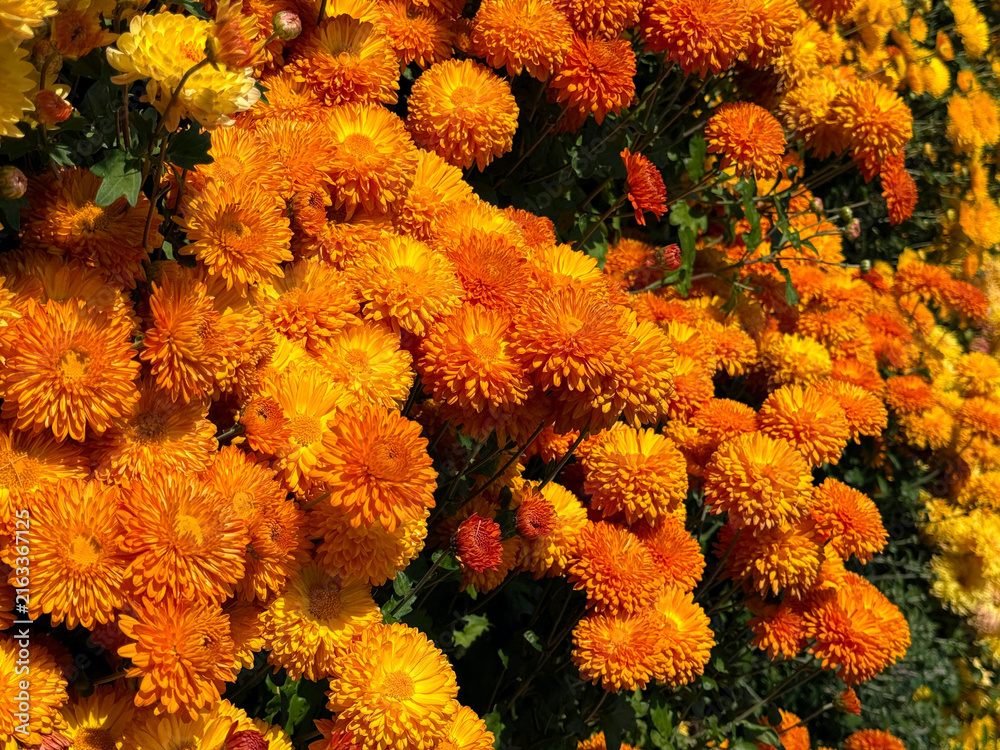 Fototapeta premium Garden mums orange chrysanthemum flowers