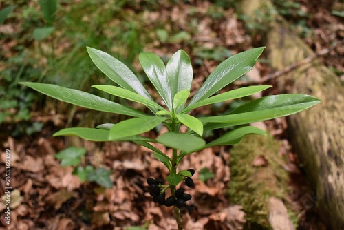 Fotografía Feuillage brillant en rosette d'une Daphné Lauréole, Spurge-laurel (Daphne laure