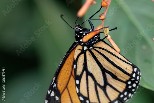 Bild auf Leinwand A Danaus plexippus, the Monarch butterfly, perched on a leaf.