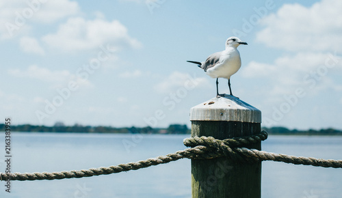Canvas Print seagull on the pier