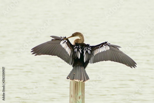 фотографія Male Anhinga, wing drying, wings spread.