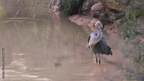 A Great Blue Heron preens its feathers while standing in the shallow muddy waters of the Virgin River in Zion National Park, Utah USA then it looks up and watches something to the left.