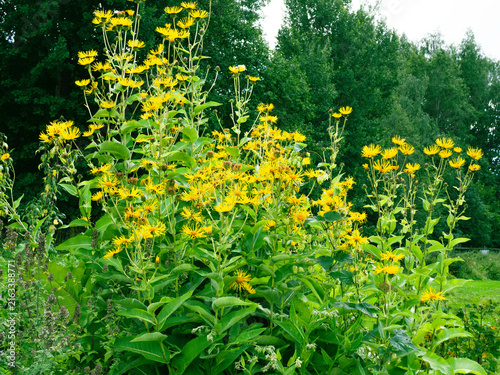 Elecampane, Horse-heal, Inula helenium, tall medicinal, perennial herb growing in a garden and blooming with bright yellow sunflower-like blossoms, forest trees on a background