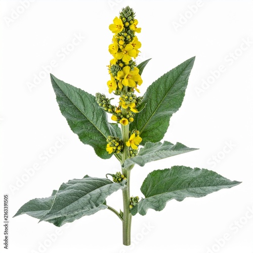 Verbascum thapsus Common Mullein isolated on white 