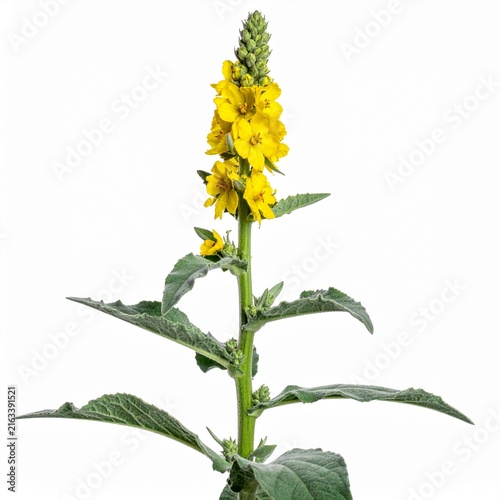 Verbascum thapsus Common Mullein