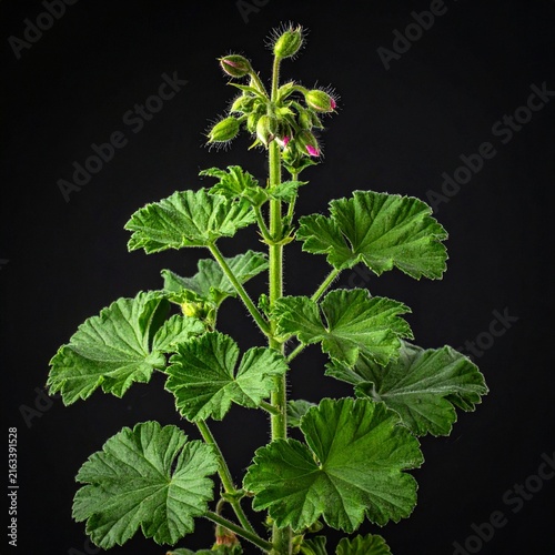 Pelargonium graveolens Rose Geranium
