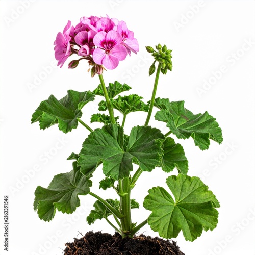 Pelargonium graveolens Rose Geranium