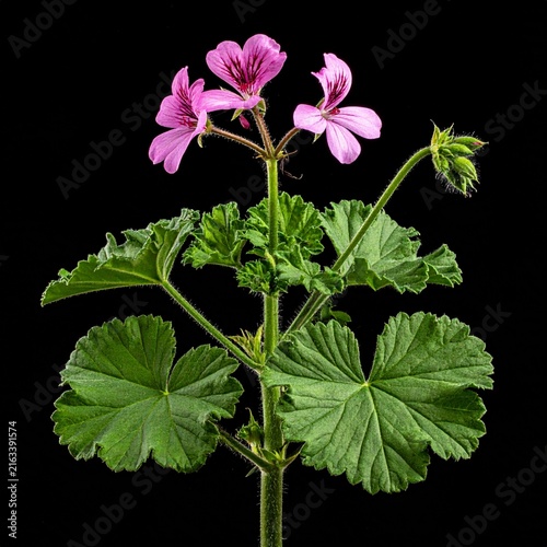 Pelargonium graveolens Rose Geranium