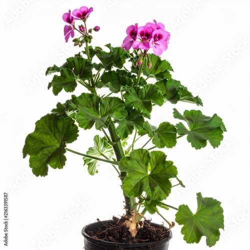 Pelargonium graveolens Rose Geranium