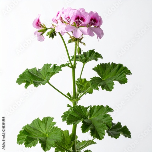 Pelargonium graveolens Rose Geranium