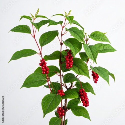 Schisandra chinensis Schisandra Berry isolated on white 