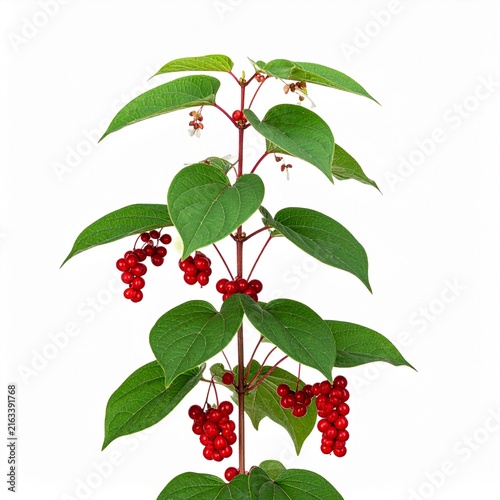 Schisandra chinensis Schisandra Berry isolated on white 