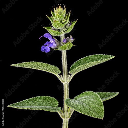 Salvia officinalis Common Sage