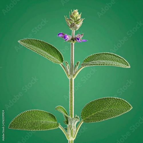 Salvia officinalis Common Sage isolated closeup 