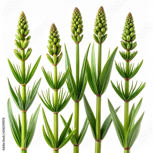 Equisetum arvense Field Horsetail isolated 