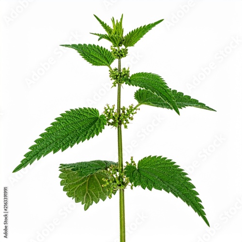 Urtica dioica Stinging Nettle isolated on white background 