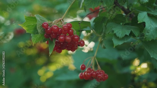 Clusters of ripe red berries viburnum dangle from green leaves on a bush, highlighting the vibrant colors and textures of the garden setting with soft-focus foliage in the background