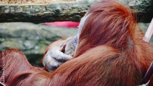 Close-up of a resting Bornean orangutan with thick reddish brown fur lying down