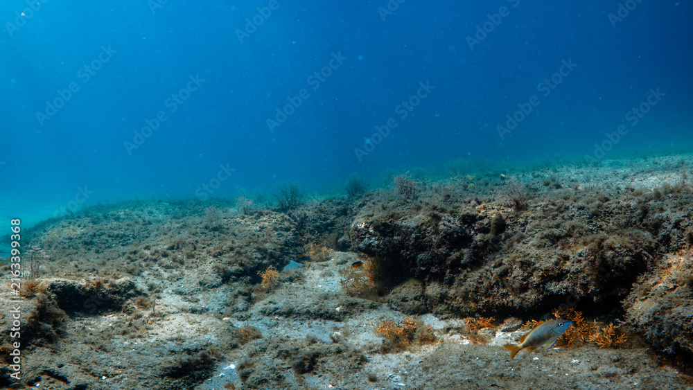 Fototapeta premium seafloor with coral reef
