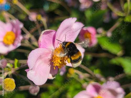 A bumblebee collects pollen from an anemone flower. Japanese anemone, anemone, Anemone.
A perennial rhizomatous plant. 