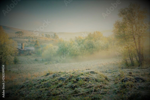 Fog at forest