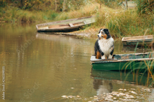 Australian Shepherd waits on a rustic boat beside a peaceful seasonal lake. Golden fall landscape conveys countryside travel, relaxation and outdoor companionship.