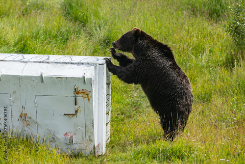 Fotografie A grizzly bear standing next to a metal container