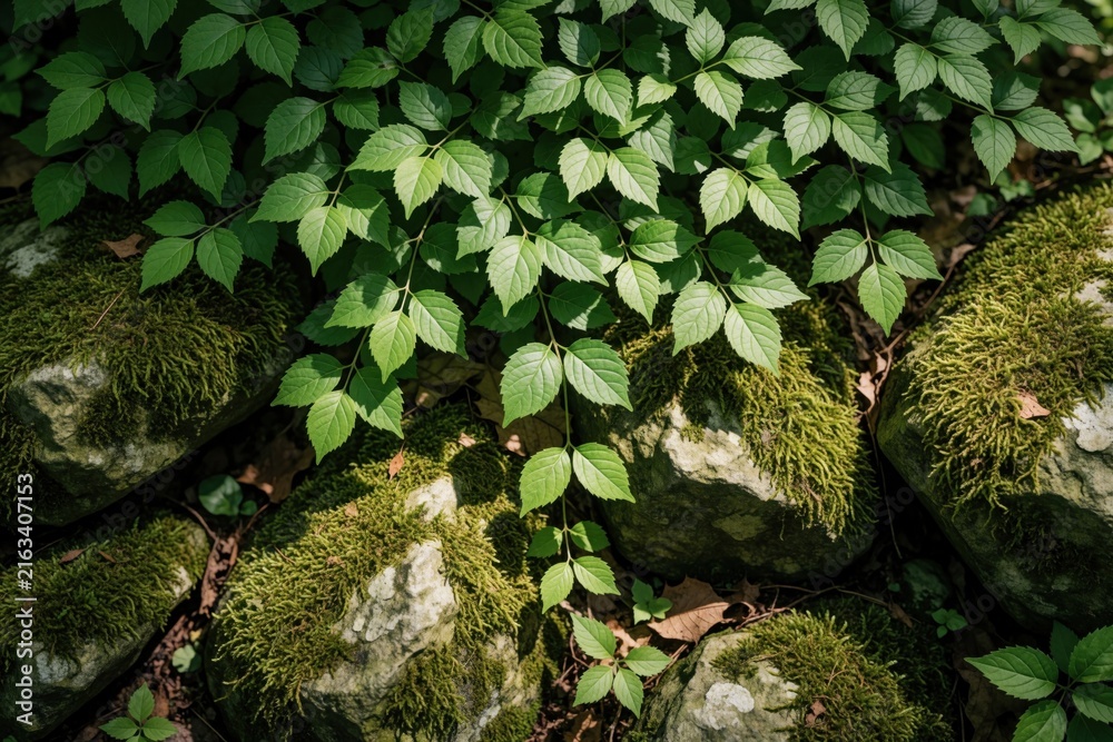 Naklejka premium Overhead view of fresh green leaves, mossy rocks on forest floor. Rich foliage covers ground in woodland ecosystem. Natural texture of plants, stones creates organic pattern in wild woods during
