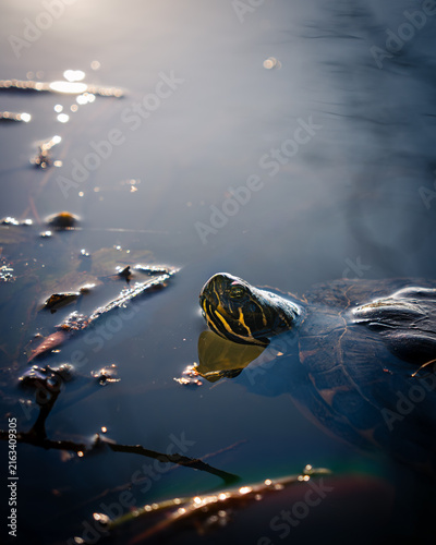 turtle in a lake