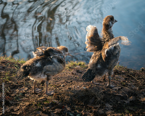 freshly hatched geese at a lake