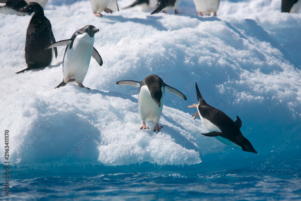 Obraz premium Adelie penguins leaping from an iceberg near Antarctica