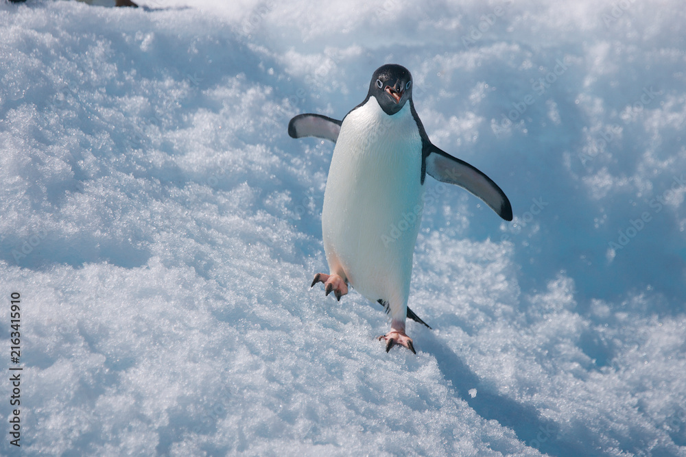 Obraz premium Adelie penguin leaping from an iceberg near Antarctica