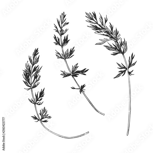 Minimalist Wild Herbs Stems Group Vector Hand Drawn Ink Illustration Botanical Meadow Grass Single Single-Stemmed Plants Organic Design Sketch