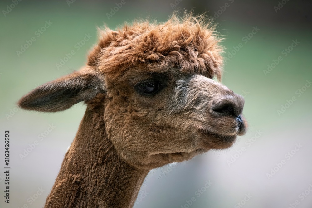 Fototapeta premium An alpaca (Lama pacos).