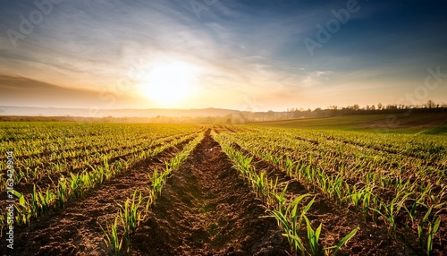 agriculture field with crops at sunrise symbolizing growth