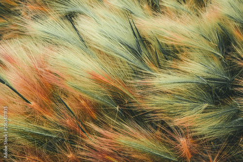 feather grass background