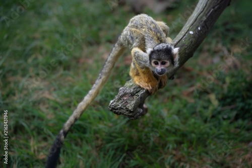Fotografie The Black-Capped Squirrel Monkey (Saimiri boliviensis).