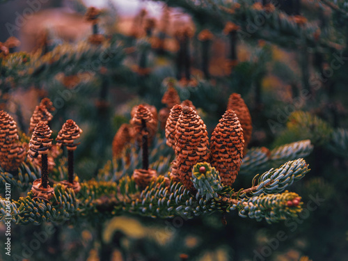 pine cones on a branch