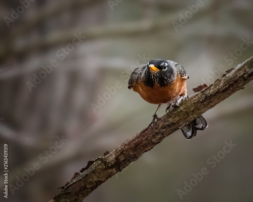 American Robin perched on a tree branch, gazing directly at the camera with an inquisitive expression, showcasing its rich orange breast and distinctive dark head.