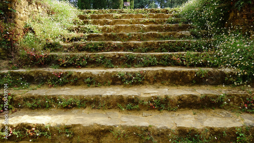 Wildflowers and moss growing on old stone garden stairs