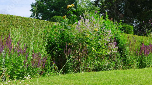 Flower border with purple salvia, yellow roses and trimmed green hedge in a summer garden