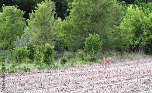 Young Buck in the Field