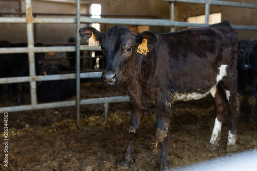 Fotografía Young black calf with ear tags standing within metal railing in agricultural far