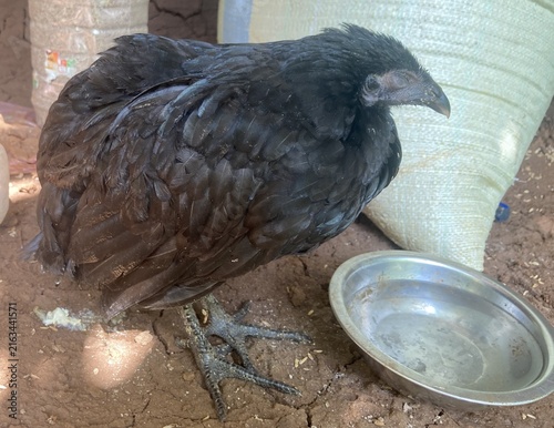 Photography Sick Domestic Fowl Showing Clear Symptoms Of Avian Flu: Swollen Head Closed Eyes And Severe Lethargy Standing Weakly Beside Feeding Equipment In Poor Condition Rural Livestock Shed